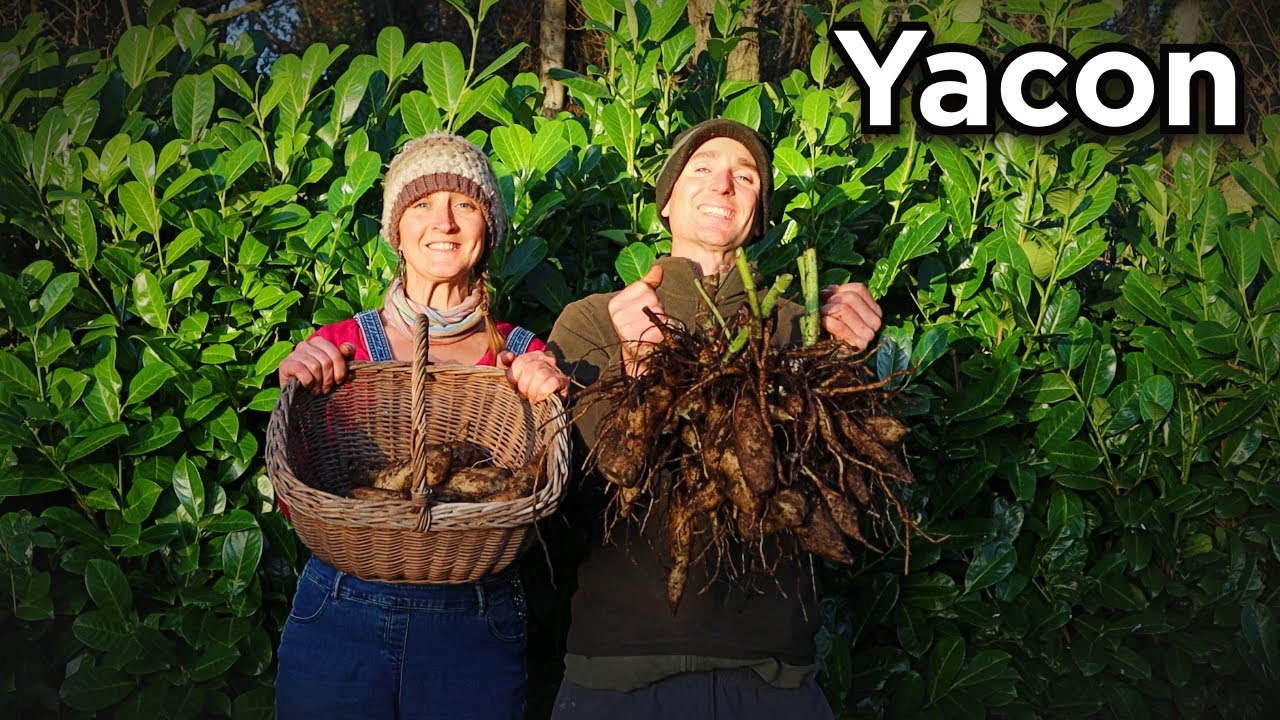 yacon potato where to buy